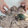 Safari Ltd. Green Sea Turtle Figurine - Detailed 3.58" Plastic Model Figure - Fun Educational Play Toy for Boys, Girls & Kids Ages 3+ view 2