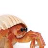 Safari Ltd. Hermit Crab Figurine - Detailed 4.5" Model Figure - Educational Toy for Boys, Girls, and Kids Ages 18M+ view 3