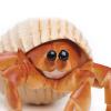 Safari Ltd. Hermit Crab Figurine - Detailed 4.5" Model Figure - Educational Toy for Boys, Girls, and Kids Ages 18M+ view 4
