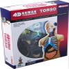 4D Vision Human Anatomy Torso Model view 1