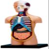 4D Vision Human Anatomy Torso Model view 2