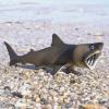 Safari Ltd. Basking Shark Figurine - Detailed 5.75" Plastic Model Figure - Fun Educational Play Toy for Boys, Girls & Kids Ages 3+ view 2