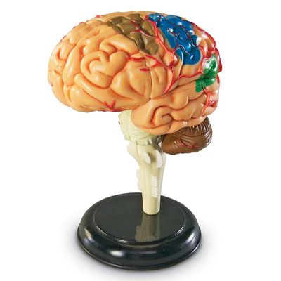 Learning Resources Brain Model - Anatomy and Science Classroom Must Haves, Neuro Health and Human Body Model, STEM Study Tools, Back to School Kits, Homeschool Gifts for Students
