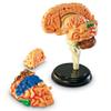 Learning Resources Brain Model - Anatomy and Science Classroom Must Haves, Neuro Health and Human Body Model, STEM Study Tools, Back to School Kits, Homeschool Gifts for Students view 2