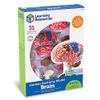Learning Resources Brain Model - Anatomy and Science Classroom Must Haves, Neuro Health and Human Body Model, STEM Study Tools, Back to School Kits, Homeschool Gifts for Students view 3