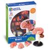 Learning Resources Brain Model - Anatomy and Science Classroom Must Haves, Neuro Health and Human Body Model, STEM Study Tools, Back to School Kits, Homeschool Gifts for Students view 4