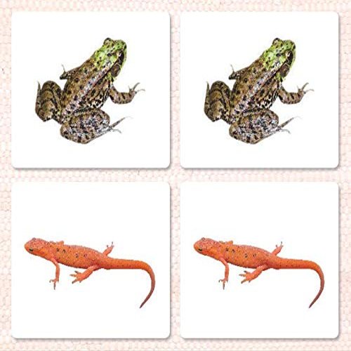 Amphibians Matching Cards