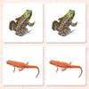 Amphibians Matching Cards view 1