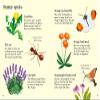 Usborne GB Health Management Garden Life to Spot + Stickers Book, 1 EA view 4