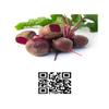 104 Cartes augmentes Montessori Fruits et Lgumes view 3