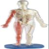 SMARTLAB Toys Squishy Human Body with 21 Removable Body Parts with Anatomy Book view 2