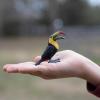 Safari Ltd. Toucan Figurine - Lifelike 2.75" Bird Figure - Educational Toy for Boys, Girls, and Kids Ages 3+ view 2