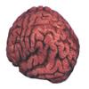 Loftus Bloody Organ Brain Halloween 6" Decoration Prop, Red White view 1