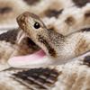 Safari Ltd. Eastern Diamondback Rattlesnake Figurine - Realistic 40" Model Figure - Educational Toy for Boys, Girls, and Kids Ages 18M+ view 3