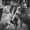 Dog Bubbles! Bubbletastic Bacon Bubbles for Dogs - 4 Bottles - 8oz Each - Includes Wands! view 4
