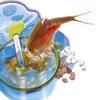 Clementoni 69935 Galileo Science Original Triops Breeding & Watching Prehistoric Shrimp Toy for Children Aged 8+ Biology Touch for Small Researchers, Multicoloured, 5,5 x 15 x 21 cm view 2