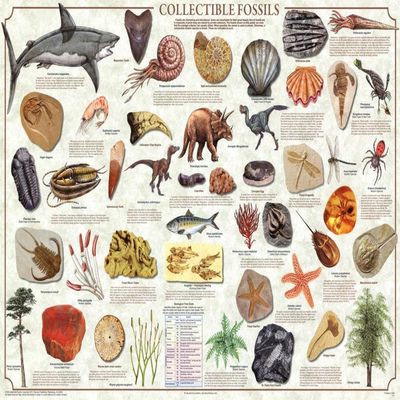123Posters (36 x 24) Collectible Fossils Poster
