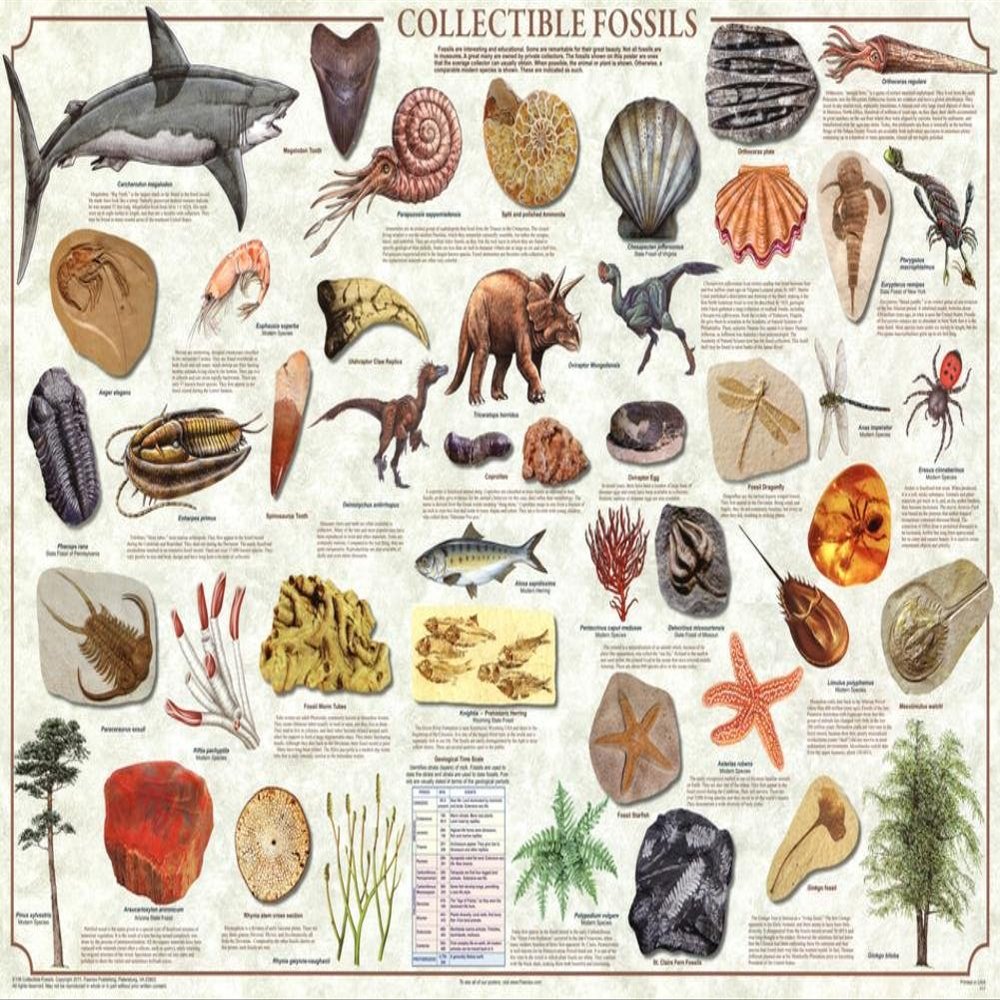 123Posters (36 x 24) Collectible Fossils Poster