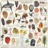 123Posters (36 x 24) Collectible Fossils Poster view 1