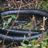 NAKIMO Realistic Rubber Fake Snake Toy 50 Inch Mamba for Garden Props and Practical Joke view 4