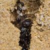 AntHouse Sand Ant Farm Mini - Formicarium view 4
