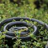 Homdipoo Realistic Fake Rubber Snake Toys Black That Look Real Prank Stuff Cobra 49 Inch Long view 2
