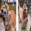 Bubbletastic Bacon Bubble Machine for Dogs - with Free 8oz. Bottle of Bacon Bubbles! view 4