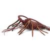 Safari Ltd. Spiny Lobster Figurine - Hand-Painted, Lifelike Model Figure 12.5" - Fun Educational Marine Animal Toy for Boys, Girls & Kids Ages 3+ view 4