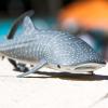 Safari Ltd. Whale Shark Figurine - Detailed 7.25" Aquatic Figure - Educational Toy for Boys, Girls, and Kids Ages 3+ view 2