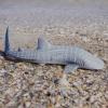 Safari Ltd. Whale Shark Figurine - Detailed 7.25" Aquatic Figure - Educational Toy for Boys, Girls, and Kids Ages 3+ view 4