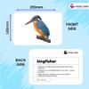 Hungry Brain Birds Flash Cards for Toddlers (Ages 14), 24 Double-Sided Real Picture Learning Cards | Early Learning Educational Flashcards | Montessori & Preschool Toy for Babies and Kids view 3
