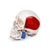 Parco Scientific PB00018, Human Skull Model with Markings, Life Size view 1