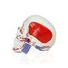 Parco Scientific PB00018, Human Skull Model with Markings, Life Size view 3