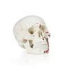 Parco Scientific PB00018, Human Skull Model with Markings, Life Size view 4