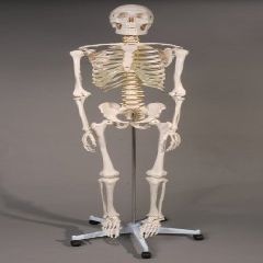 Skeletons and More SM100 1st Class Life-Size Harvey in. Skeleton with Stand