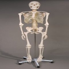 Skeletons and More SM100 1st Class Life-Size Harvey in. Skeleton with Stand