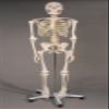 Skeletons and More SM100 1st Class Life-Size Harvey in. Skeleton with Stand view 1