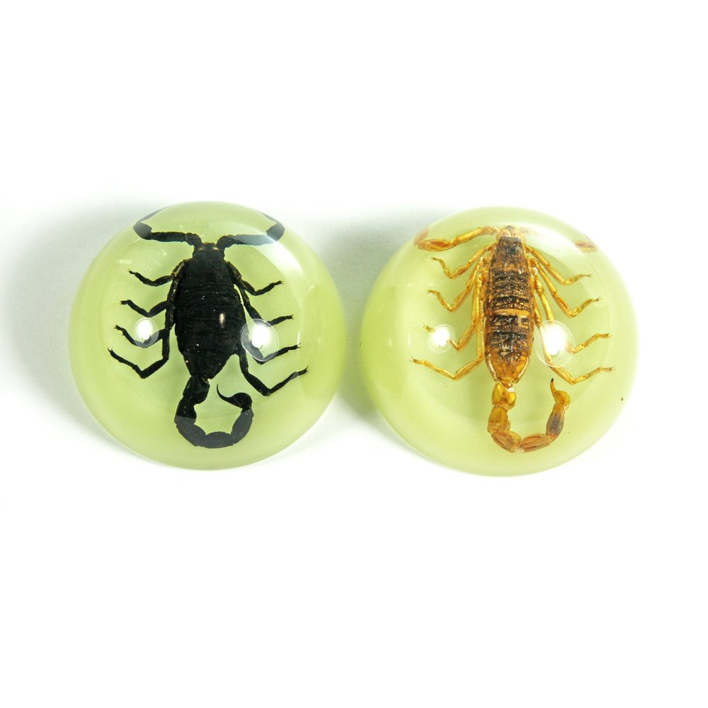 1.5" Scorpion Magnets 2 pc Set