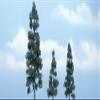 Woodland Scenics Premium Juniper Tree, 5.25"/3"/2.5" (3) view 1