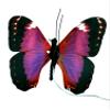 Elegant Aliform Violet Morpho Moving Butterfly view 2