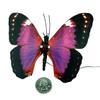 Elegant Aliform Violet Morpho Moving Butterfly view 3