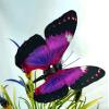 Elegant Aliform Violet Morpho Moving Butterfly view 4