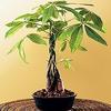 SKG Inc. Claim to Fame: Braided Money Tree for Good Fortune view 1