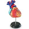 Learning Resources Human Heart Model, Anatomy and Science Classroom Must Haves, Body Model, STEM Study Tools, Back to School Kits, Homeschool Gifts for Students view 1