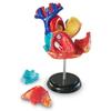 Learning Resources Human Heart Model, Anatomy and Science Classroom Must Haves, Body Model, STEM Study Tools, Back to School Kits, Homeschool Gifts for Students view 2