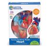 Learning Resources Human Heart Model, Anatomy and Science Classroom Must Haves, Body Model, STEM Study Tools, Back to School Kits, Homeschool Gifts for Students view 3