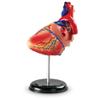 Learning Resources Human Heart Model, Anatomy and Science Classroom Must Haves, Body Model, STEM Study Tools, Back to School Kits, Homeschool Gifts for Students view 4
