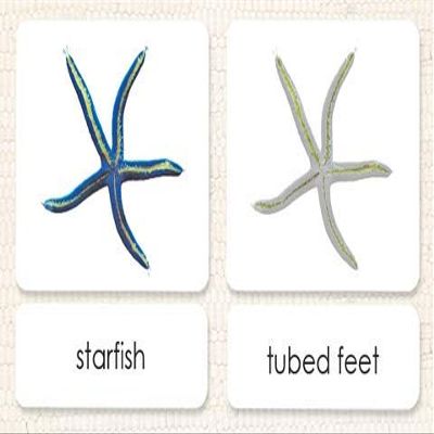 Parts of The Starfish 3-Part Photo Cards