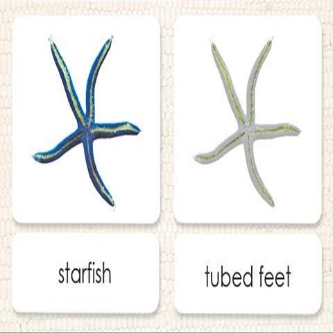Parts of The Starfish 3-Part Photo Cards