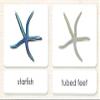 Parts of The Starfish 3-Part Photo Cards view 1